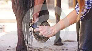 a woman cleans a horse& x27;s hoof from mud