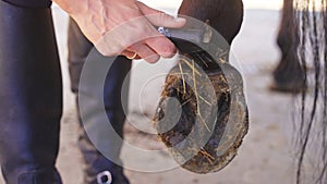 a woman cleans a horse& x27;s hoof from mud and hay