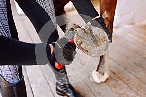 Woman cleans the horse& x27;s hooves with a special brush before riding. Horseback riding, animal care, veterinary concept