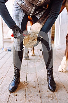 Woman cleans the horse& x27;s hooves with a special brush before riding. Horseback riding, animal care, veterinary concept