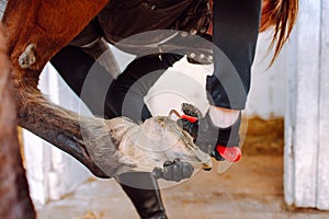 Woman cleans the horse& x27;s hooves with a special brush before riding. Horseback riding, animal care, veterinary concept