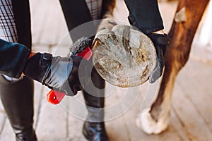 Woman cleans the horse& x27;s hooves with a special brush before riding. Horseback riding, animal care, veterinary concept