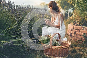 Woman collect lavender. Woman in the lavender field.