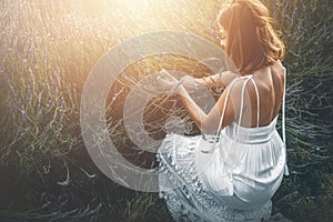 Woman collect lavender. Woman in the lavender field.