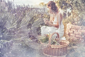 Woman collect lavender. Woman in the lavender field.