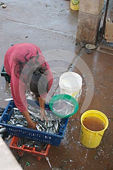 Woman collecting fish