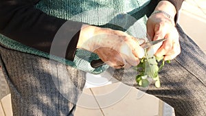 Woman collecting vegetable leaves in the garden.