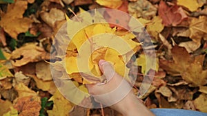 Woman collects fallen autumn maple leaves