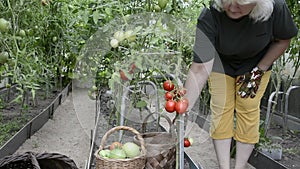 The woman collects the harvest of tomatoes in the basket. Harvesting vegetables at the farm. Ripe tomatoes in the greenhouse