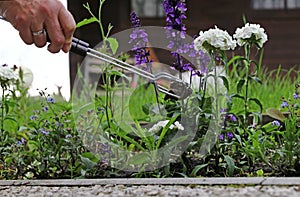 A woman collects slugs in the garden