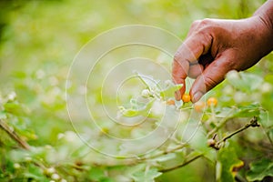 A woman collects Solanum incanum in garden