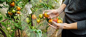 Woman collects tomatoes in a greenhouse