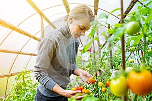 Woman collects tomatoes in a greenhouse