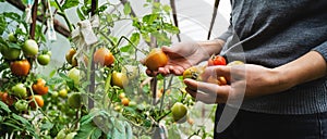 Woman collects tomatoes in a greenhouse