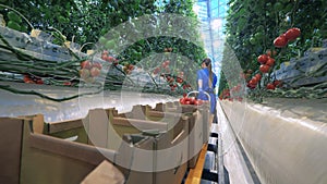 Woman collects tomatoes while working in greenhouse.