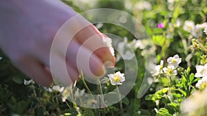 A woman collects wild strawberry flowers and puts them in a bag. Camera movement from flower to bag. Alternative herbal