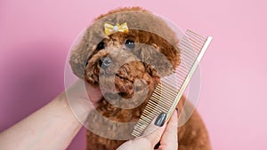 Woman combing a cute poodle on a pink background.
