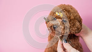 Woman combing a cute poodle on a pink background.