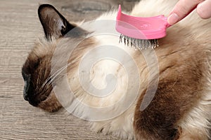 Woman combing feline beautuful domestic cat