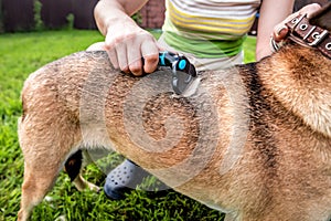 woman combing fur of dog on a green lawn