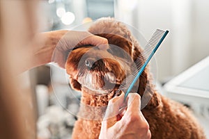 Woman combing fur of the labradoodle dog