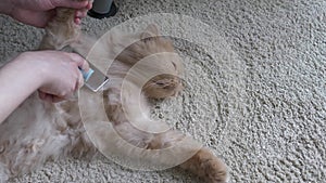 Woman combing fur of a persian cat on floor