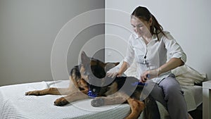 A woman combing a German Shepherd dog that has a ball in its mouth
