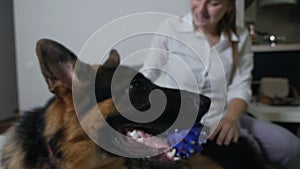 A woman combing a German Shepherd dog that has a ball in its mouth