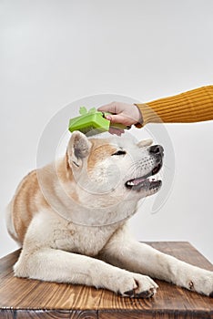 Woman combing hair of dog with comb brush