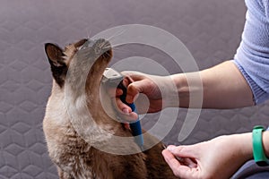 Woman combing Siamese cat with brush