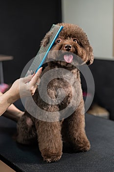 Woman combing a small dog with scissors in a grooming salon.