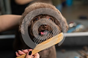 Woman combing a small dog with scissors in a grooming salon.