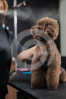 Woman combing a small dog with scissors in a grooming salon.