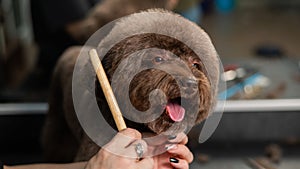 Woman combing a small dog with scissors in a grooming salon.