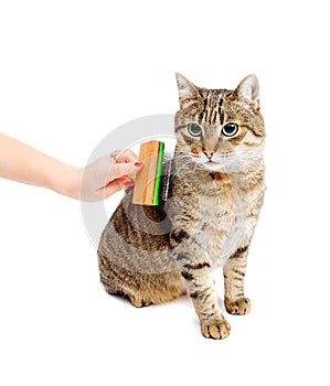 Woman combing tabby cat