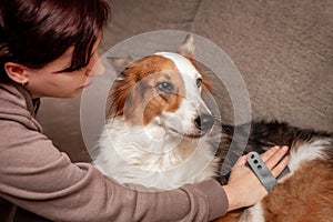 Woman combs a cute dog with a brush at home