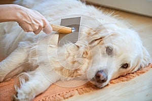 Woman combs old Golden Retriever dog with a metal grooming comb photo