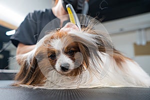 A woman combs out the undercoat of a dog. Portrait of Papillon Continental Spaniel in the grooming salon. photo