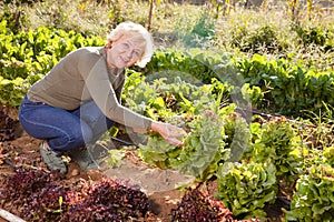 Woman controlling growing of lettuce in garden