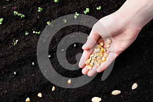 Woman with corn seeds near fertile soil, top view. Vegetable growing