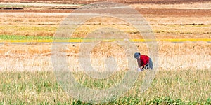 Woman in a crop field in Mantaro valley in Huancayo, Peru