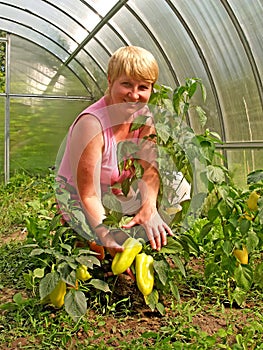 The woman with a crop of sweet pepper in a hothouse