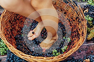 Woman crushes feet of grapes to make wine