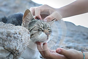 A girl's hands cuddling cute cat