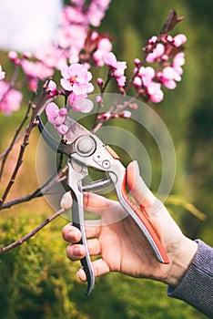 Woman cut a blooming branch of cherry tree with pruning scissors