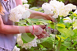 Woman cut a bouquet of flowers white hydrangeas
