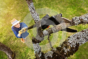 Woman cut old apple tree branch with telescopic tree pruner photo