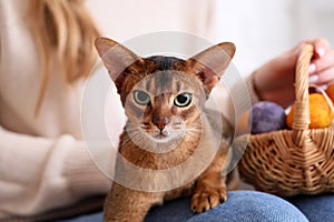 Woman with cute Abyssinian cat and Easter eggs at home, closeup