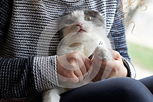 A woman cuts the claws of a cat with nail scissors, pet care