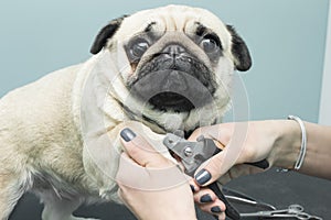 Woman cuts the claws of a pug breed dog.